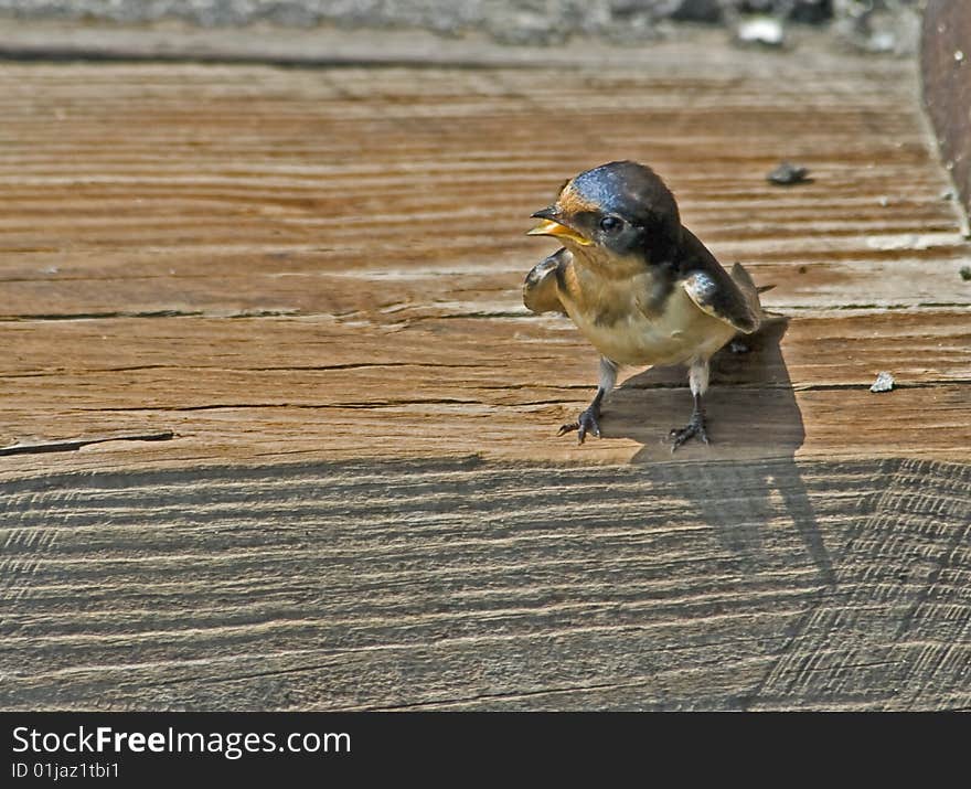 Begging Barn Swallow