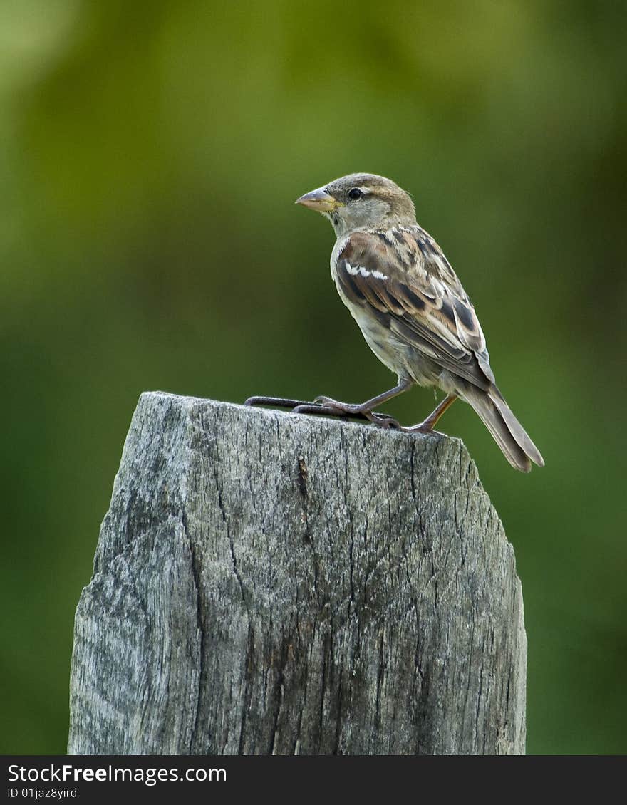 Brown Bird On Fence Post