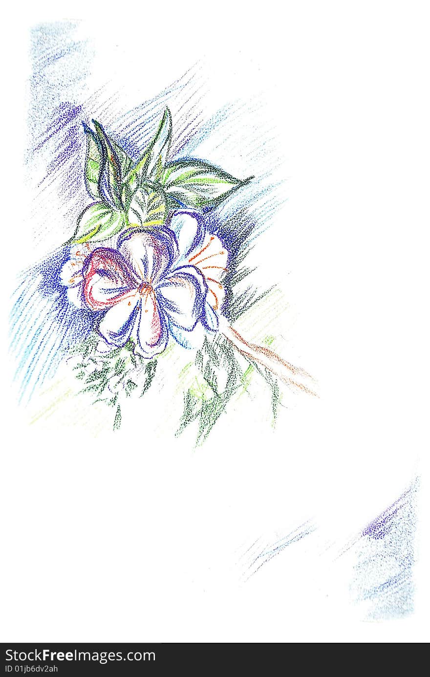 Flowering appletree, picture by pencils. Texture, strokes is very well visible. On a white background. An enough place is for inscriptions