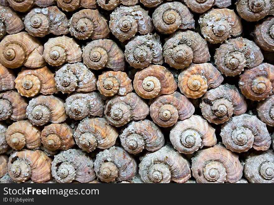 Sea shells decoration of wall in restaurant