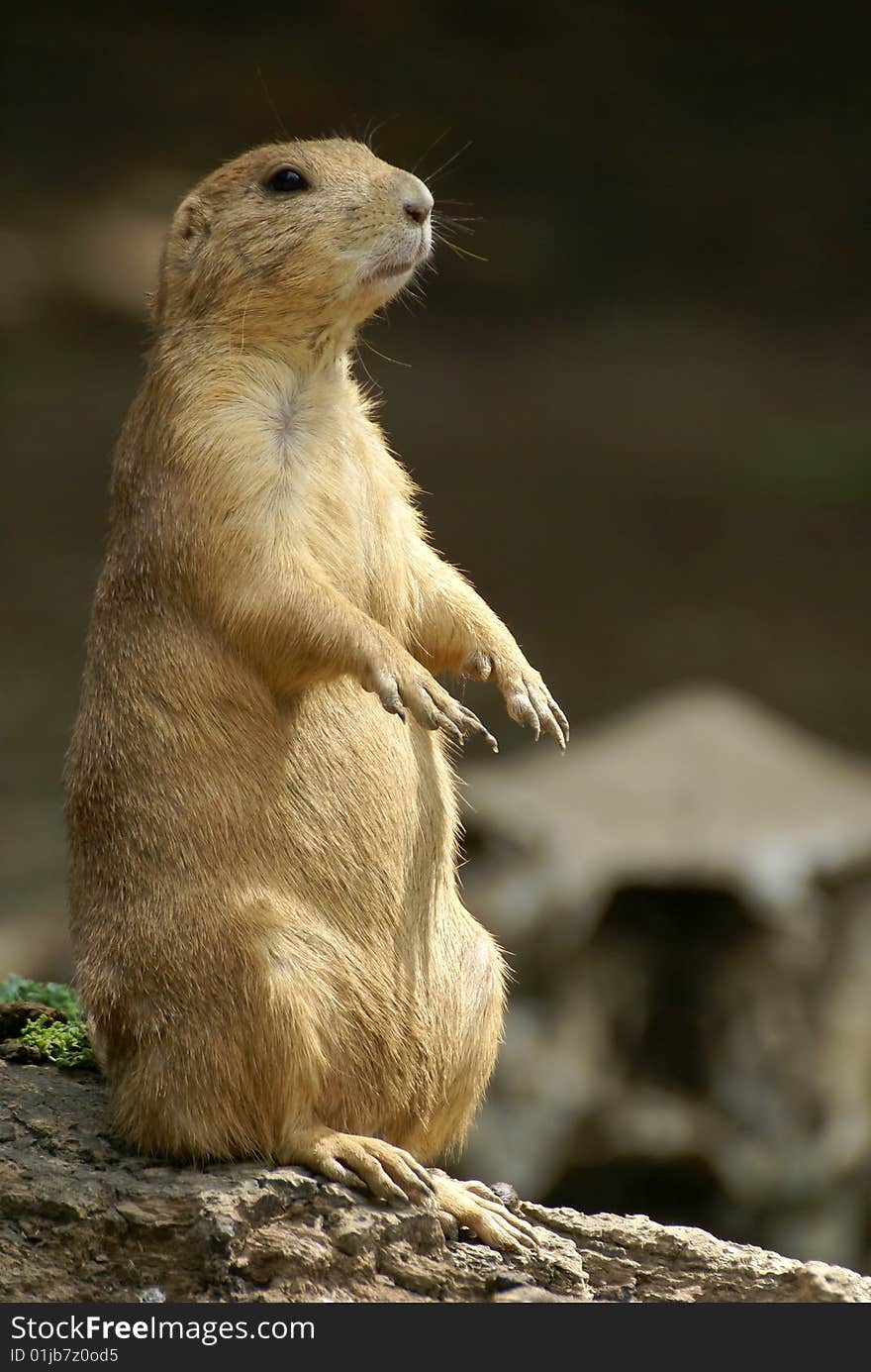 Black-tailed Prairie Dog