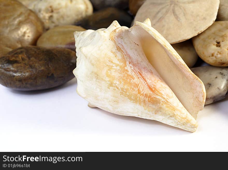 Collection of polished rocks and concha seashell as well as sand dollar on white background