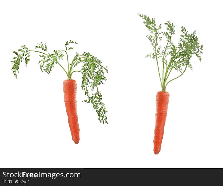 Two fresh carrots isolated on white. Two fresh carrots isolated on white