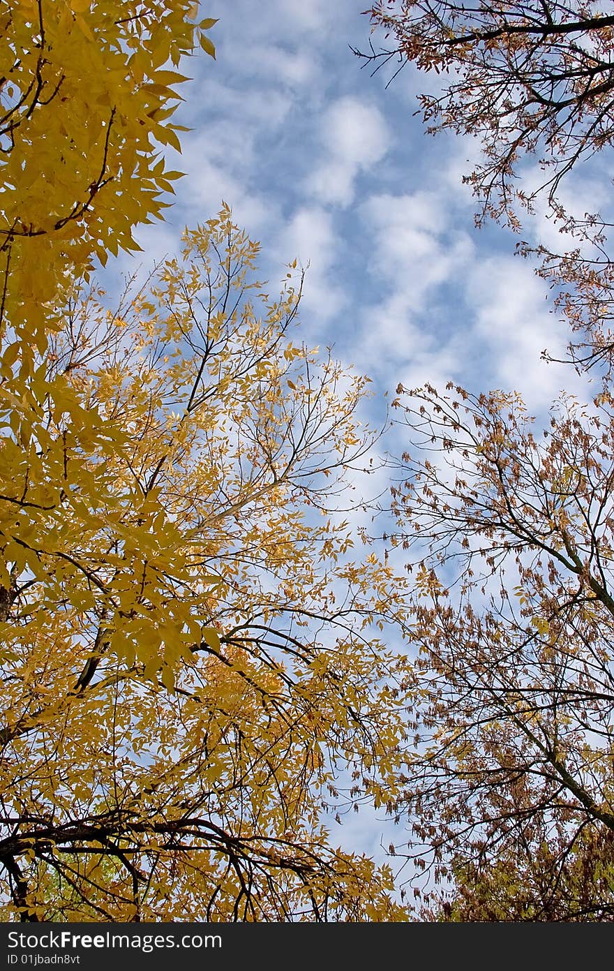 Sky and  trees