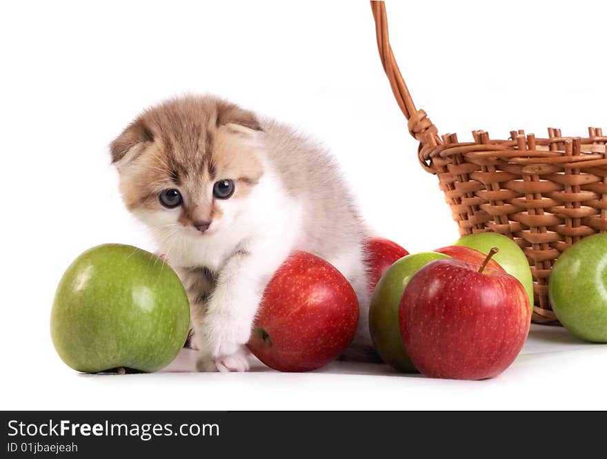 The Kitten and a basket with apples