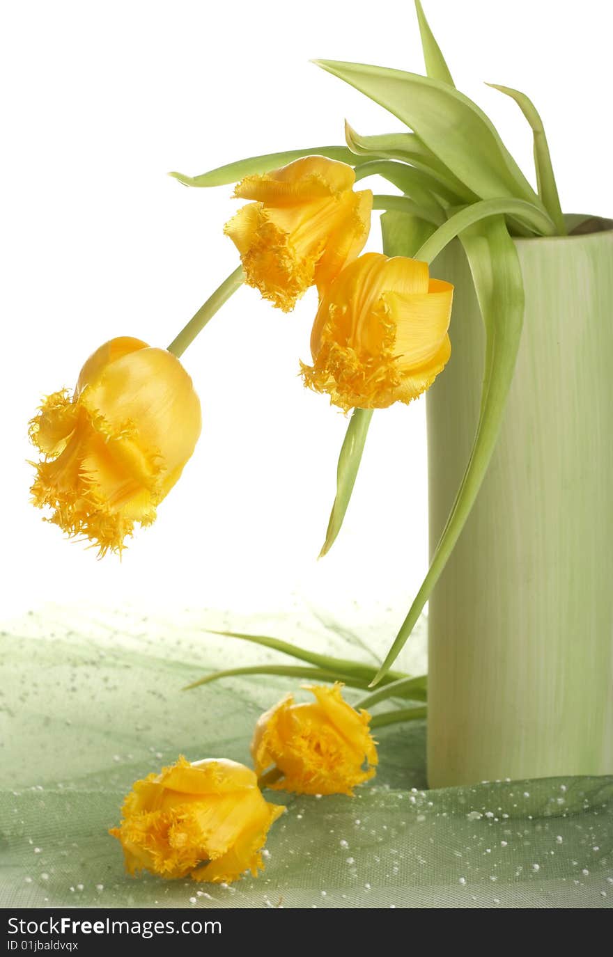 Yellow tulips