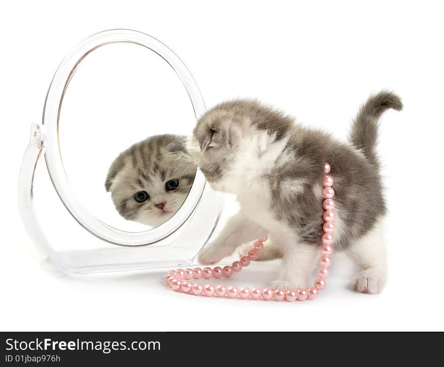 Kitten looks in a mirror