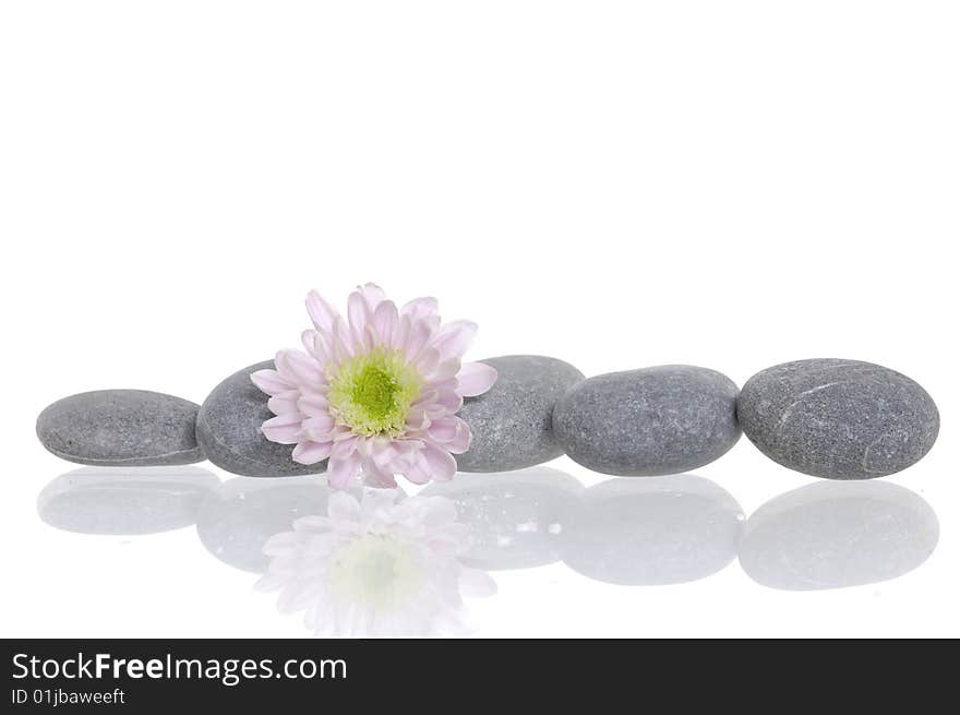 Spa stones and daisy on isolated white. Spa stones and daisy on isolated white