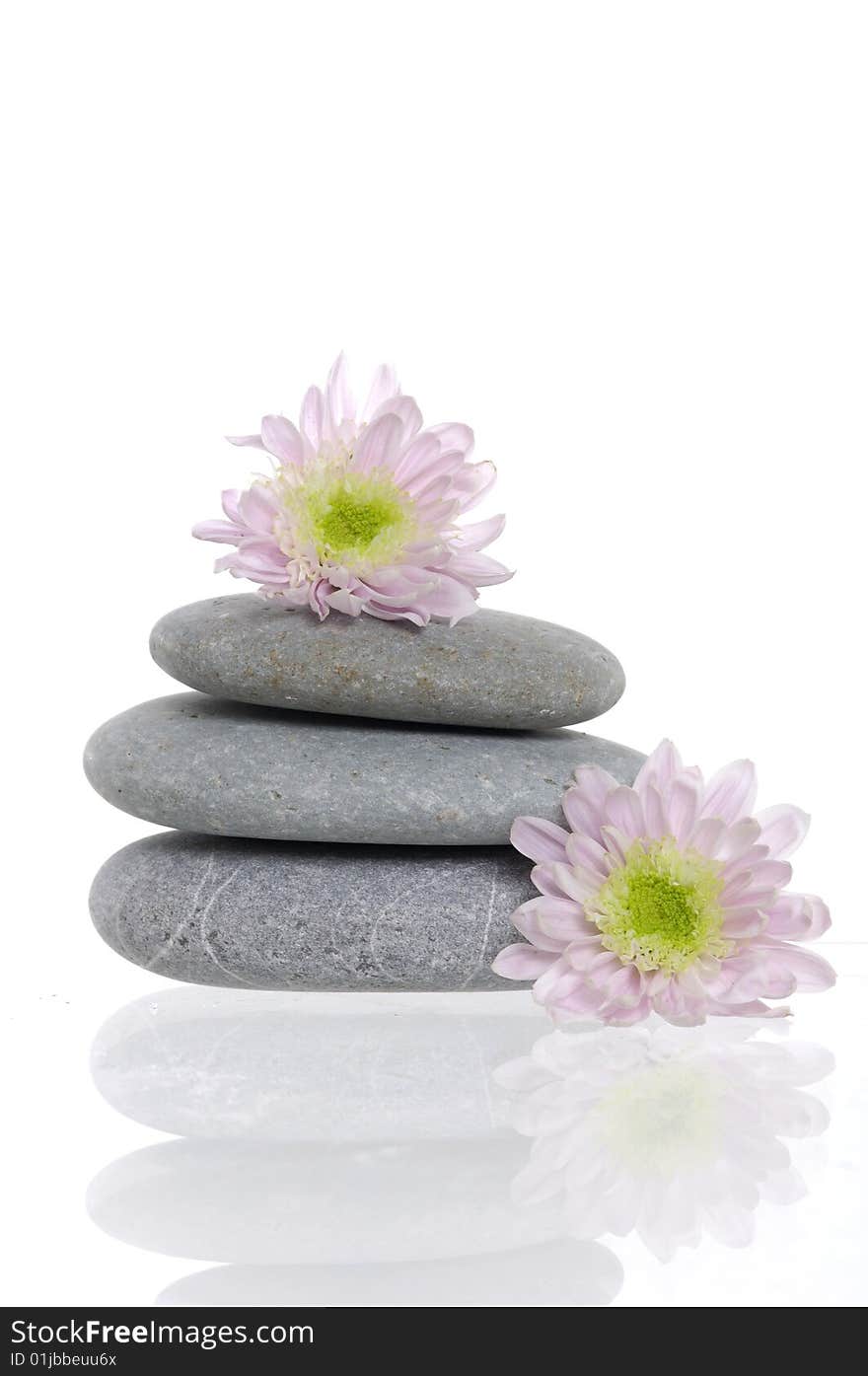 Spa stones and pink daisy on isolated white. Spa stones and pink daisy on isolated white