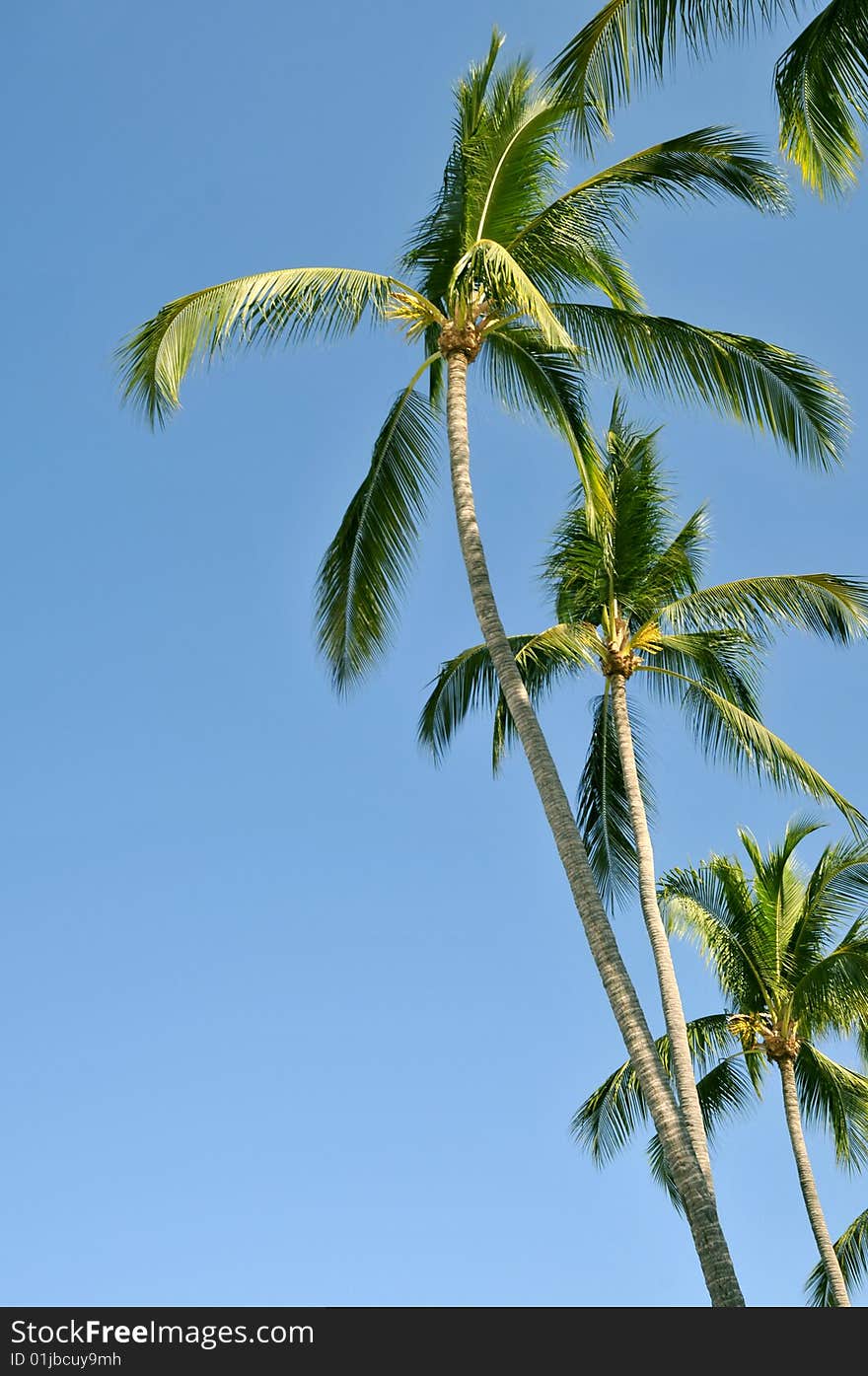 Group of palm trees against the sky on the coast of Mexico