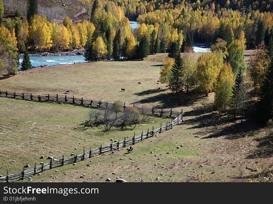 Autumn scenery, in china's xinjiang kanas. Autumn scenery, in china's xinjiang kanas