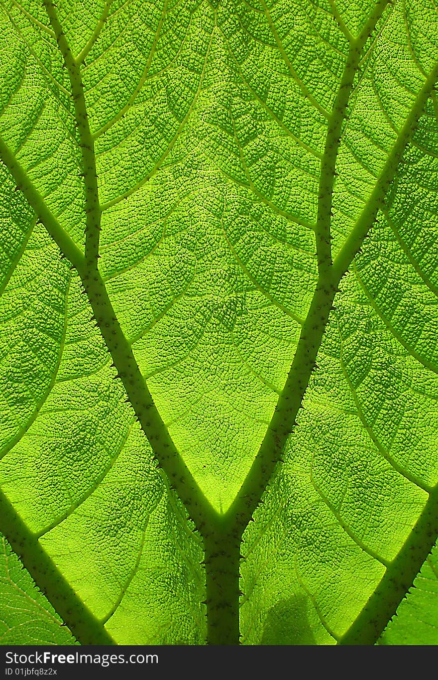 Back lit green leaf vein pattern. Back lit green leaf vein pattern