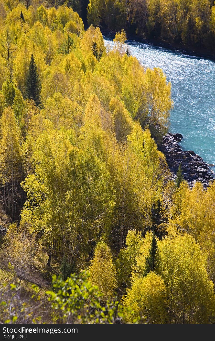 A river is surrounded by the birch forest on the mountain. A river is surrounded by the birch forest on the mountain.