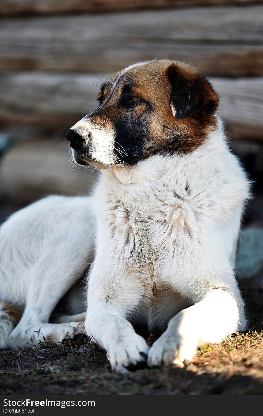 Image of a dog at rest.