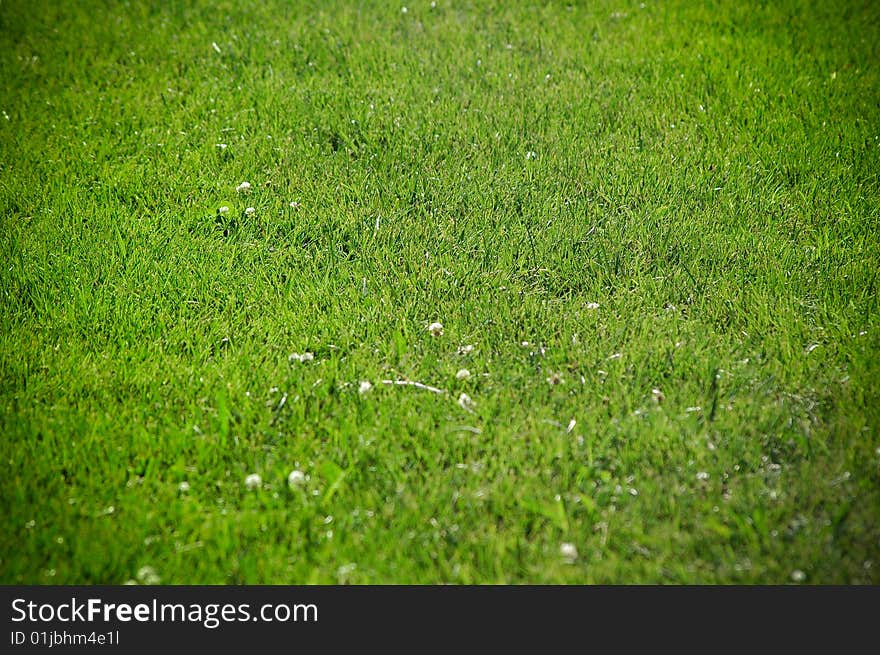 Grass Field