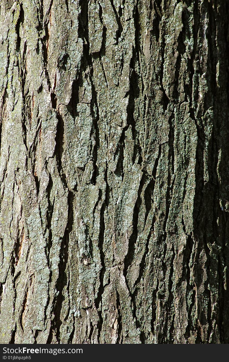 Bark