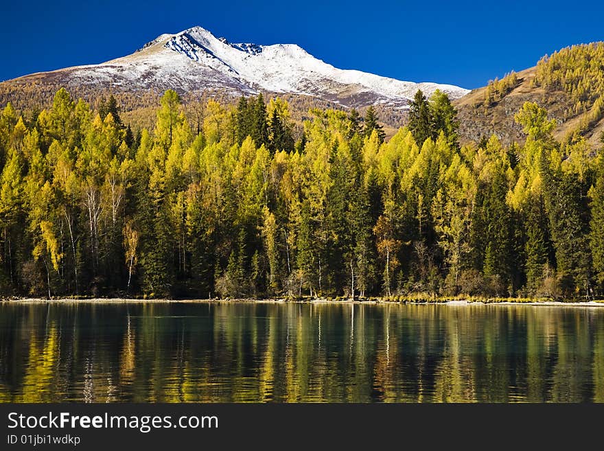 Forest reflection