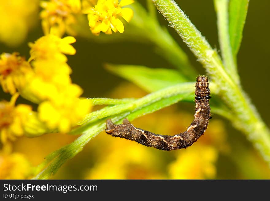 Brown caterpillar on yellow flower