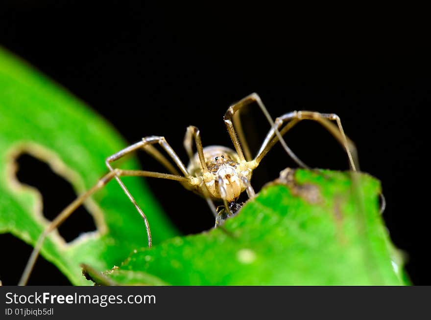 The close-up image of spider