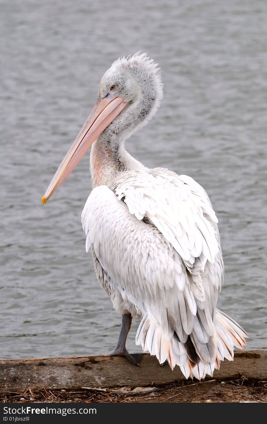 The pelican