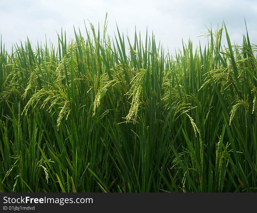 Paddy in Bandung West Java