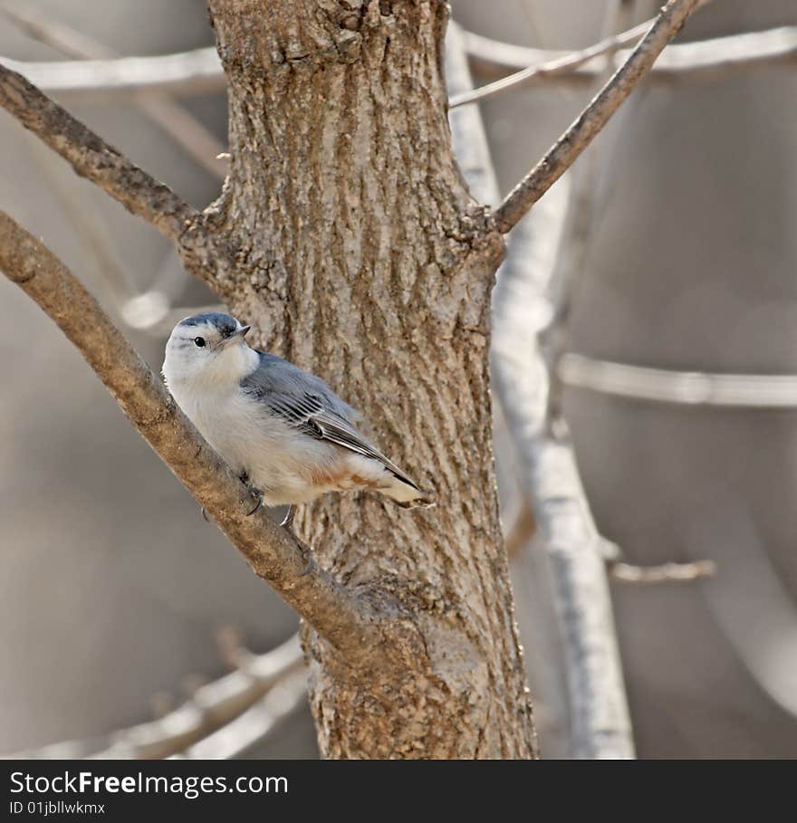 White-breasted nuthatch perched on a tree branch