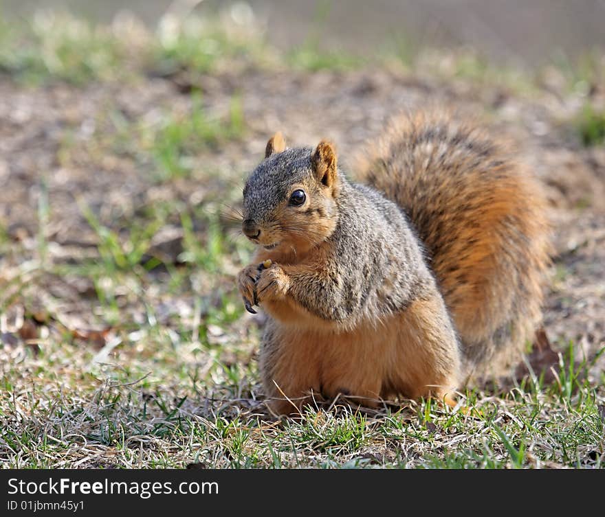 Fox squirrel (sciurus niger) on the ground eating a seed