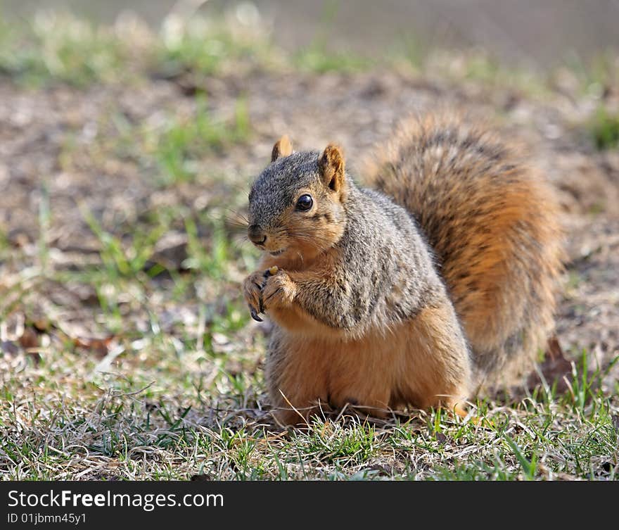 Squirrel