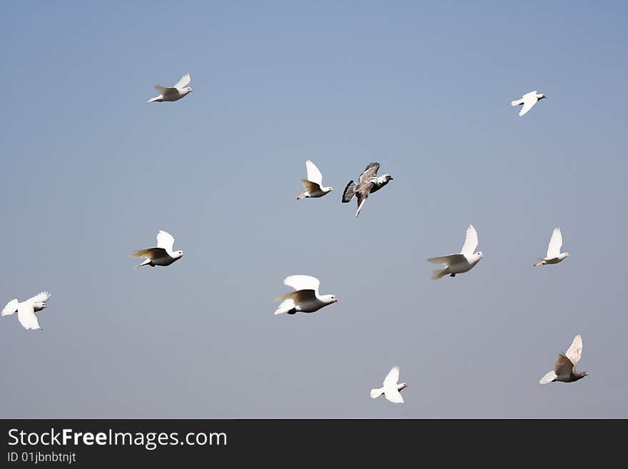 A group of pigeons flying in the blue sky. A group of pigeons flying in the blue sky