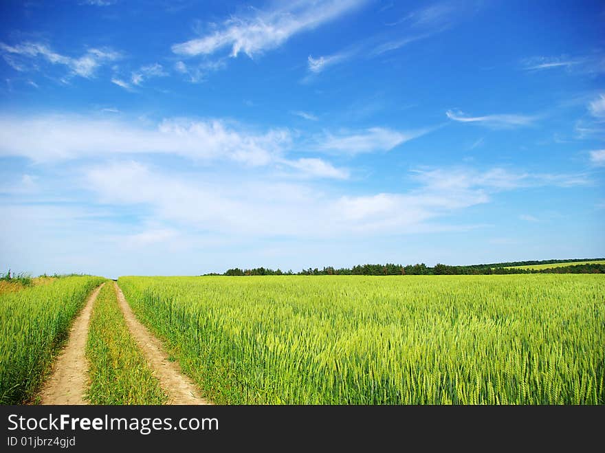 Field on a background of the blue sky. Field on a background of the blue sky