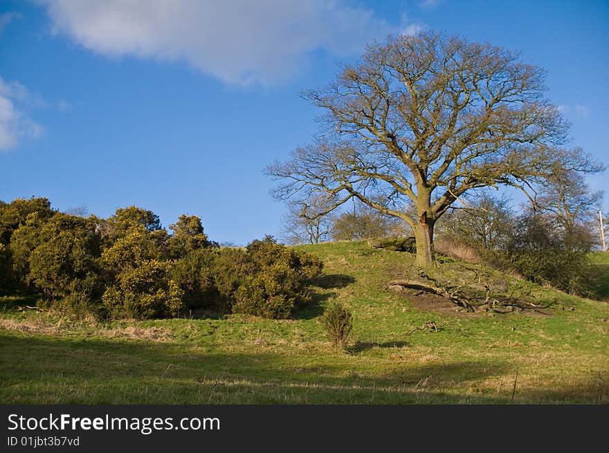 A photograph of a oak tree on a small hill, in very early spring. The photograph was taken in the countryside between Oakamoor and Alton. A photograph of a oak tree on a small hill, in very early spring. The photograph was taken in the countryside between Oakamoor and Alton.