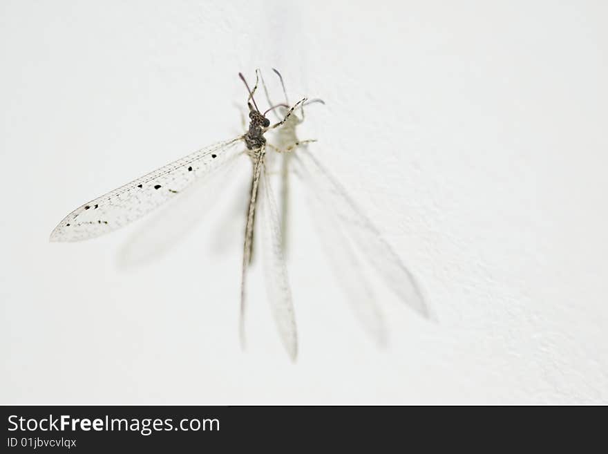 Small dragonfly at on a wall at night