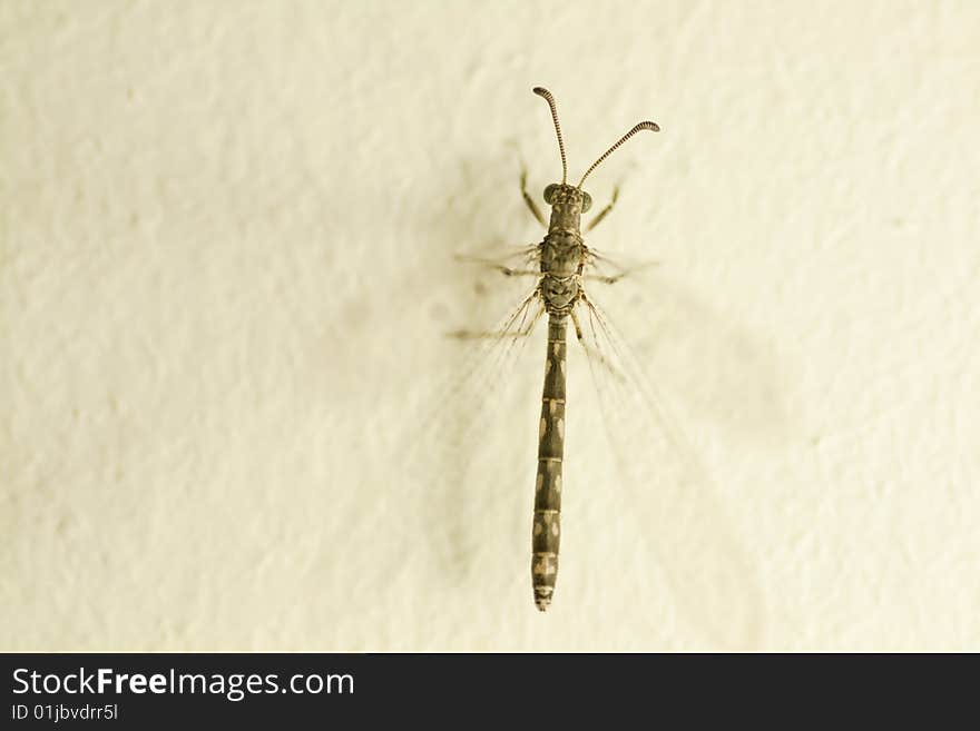 Close up of a small dragonfly on a wall at night