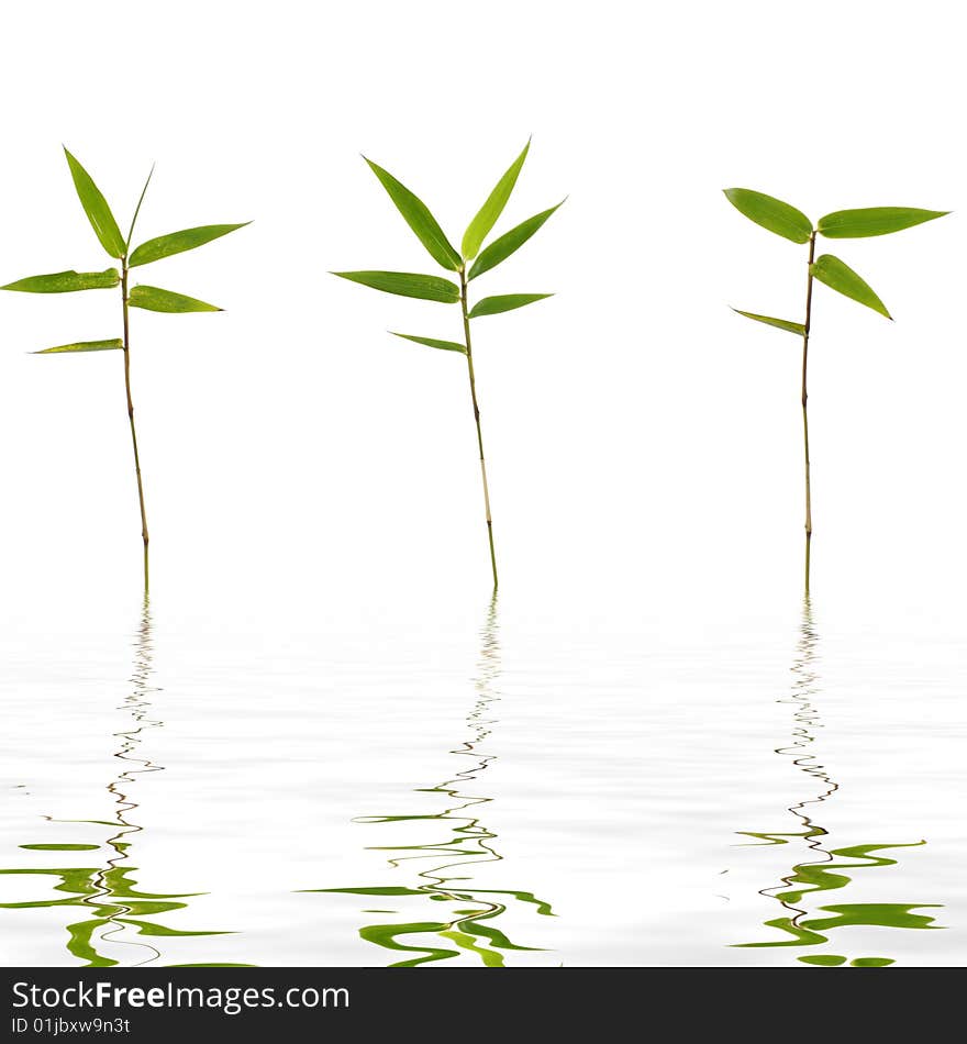 Bamboo leaves reflected in rendered water