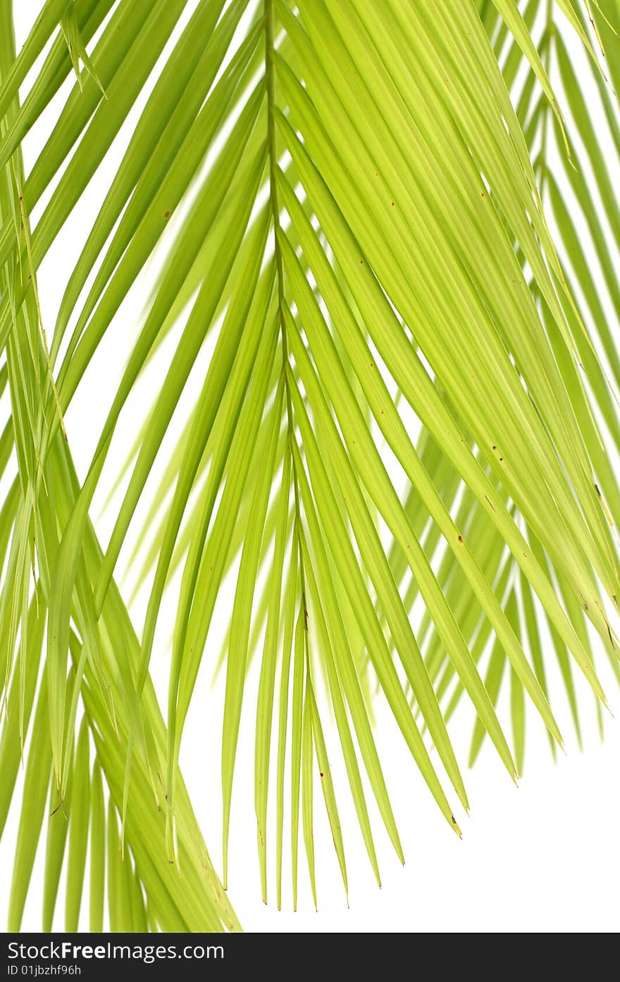 Close up of palm leaves