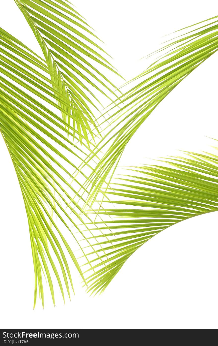 Close up of palm leaves