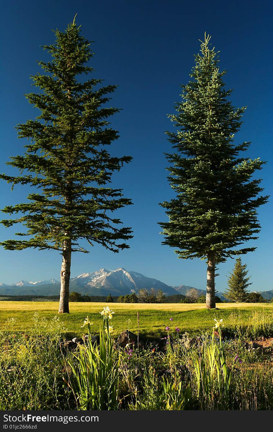 Two vertical pines framed snow capped Mt. Sopris in Colorado, USA, at the background. Two vertical pines framed snow capped Mt. Sopris in Colorado, USA, at the background.