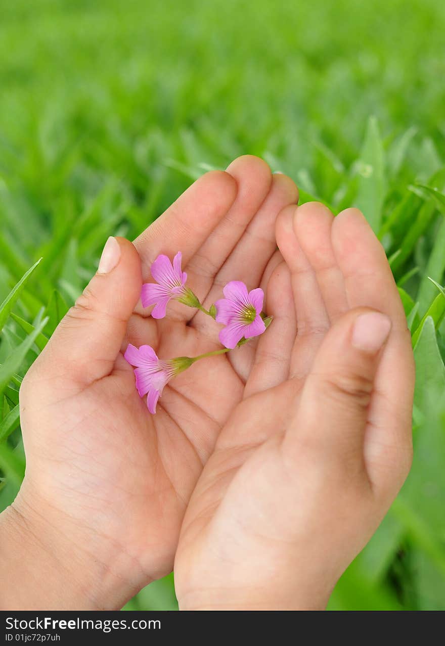 Child hand is holding the wild flower. Child hand is holding the wild flower