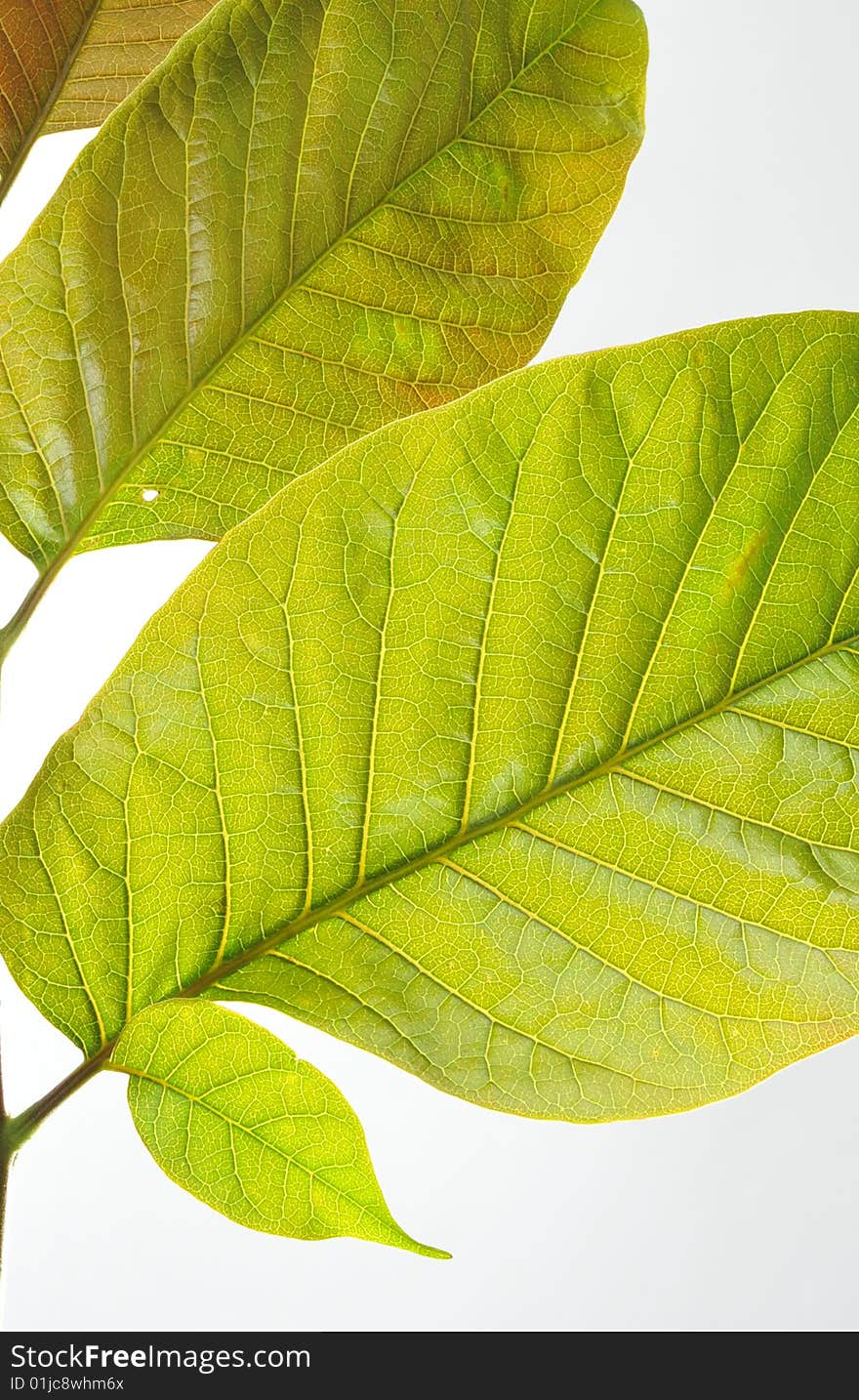 Close-ups of maosheng green leaves