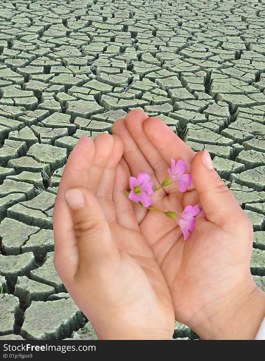 Child holding the flowers, arid region of the background. Child holding the flowers, arid region of the background