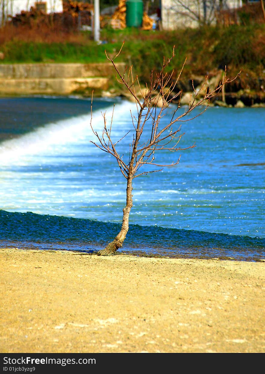 A beautiful close up of a young tree on the Arno river in Florence. A beautiful close up of a young tree on the Arno river in Florence