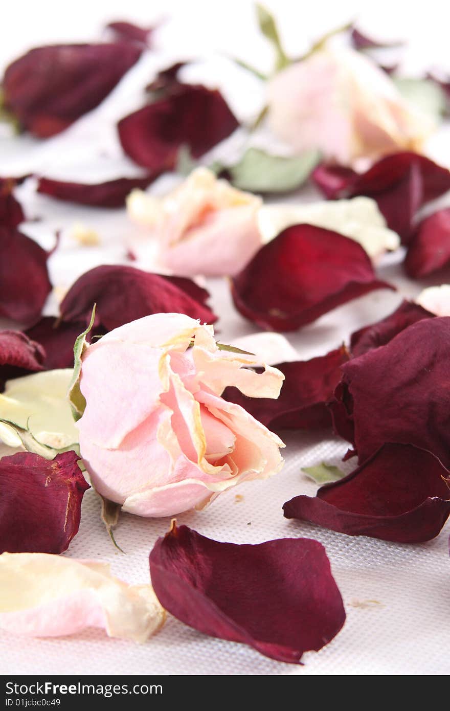 Dry rose and petals