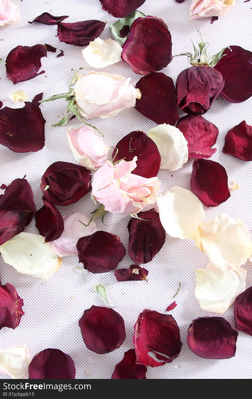 Dry rose and petals