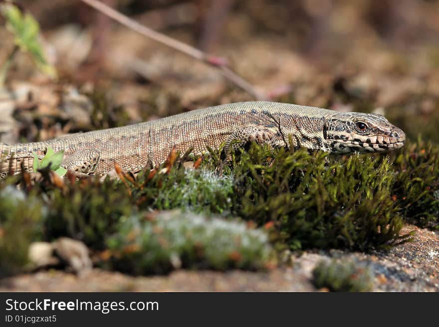 Common Wall Lizard