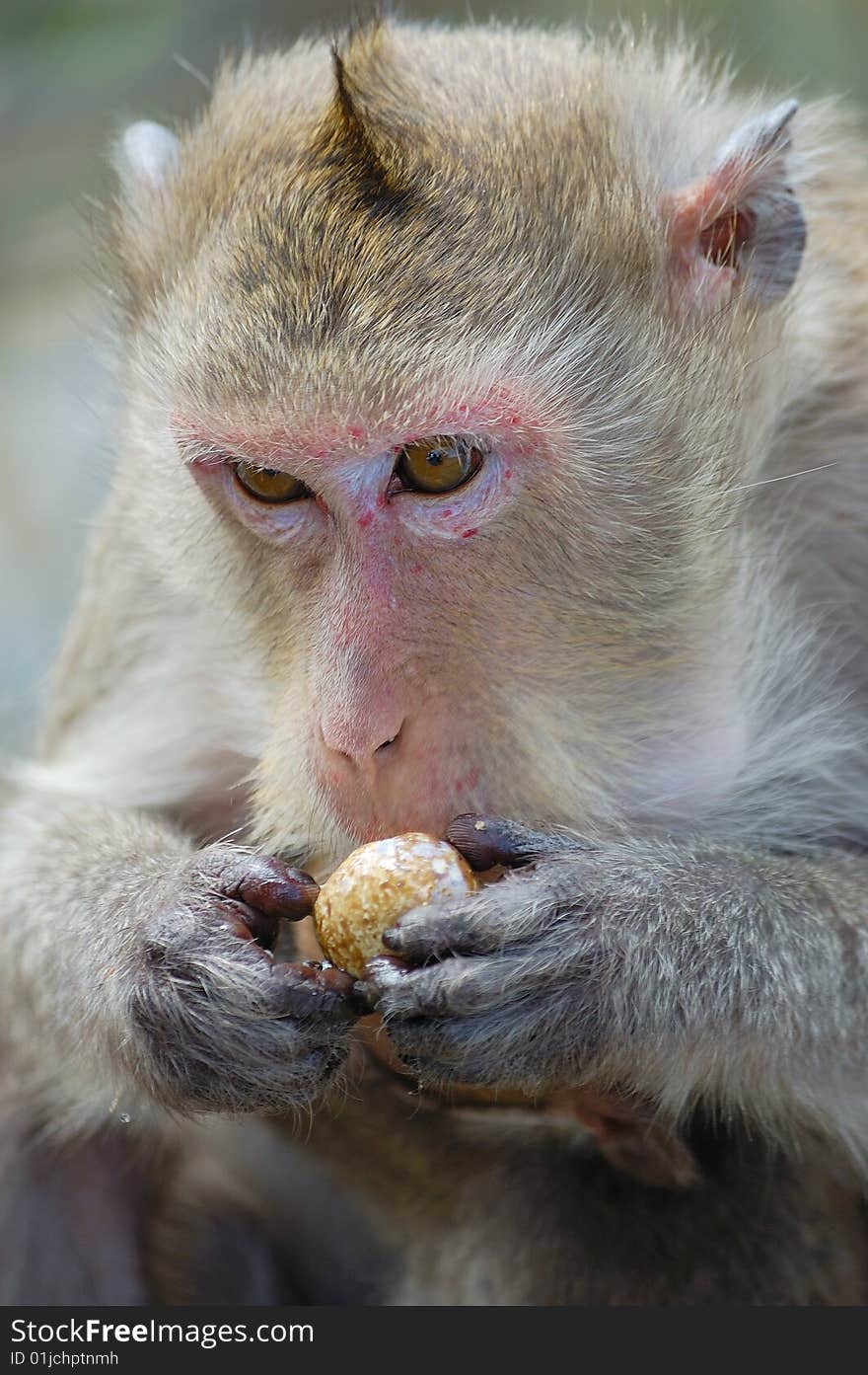 A gibbon eating fruit