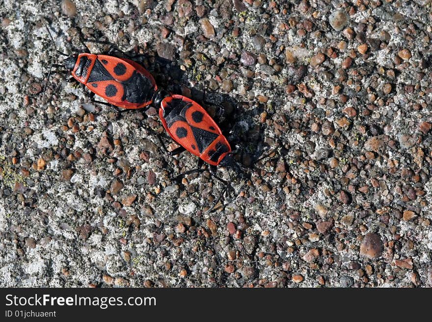 Pyrrhocoris Apterus