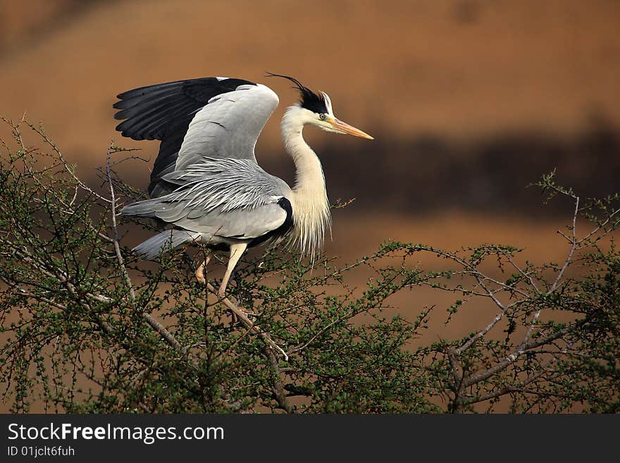 Grey Heron