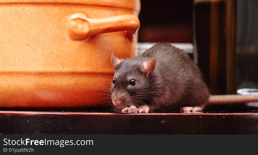 Rat in kitchen