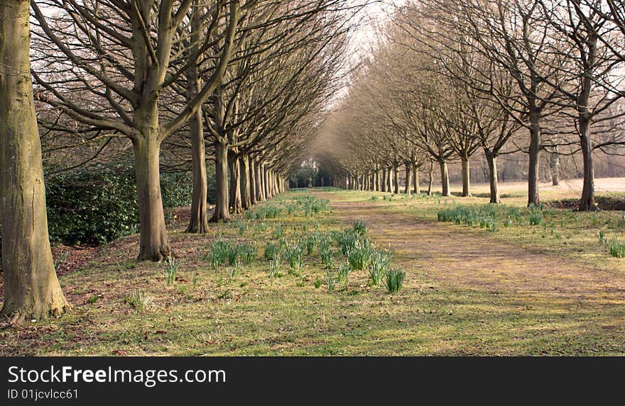 Path through the trees.