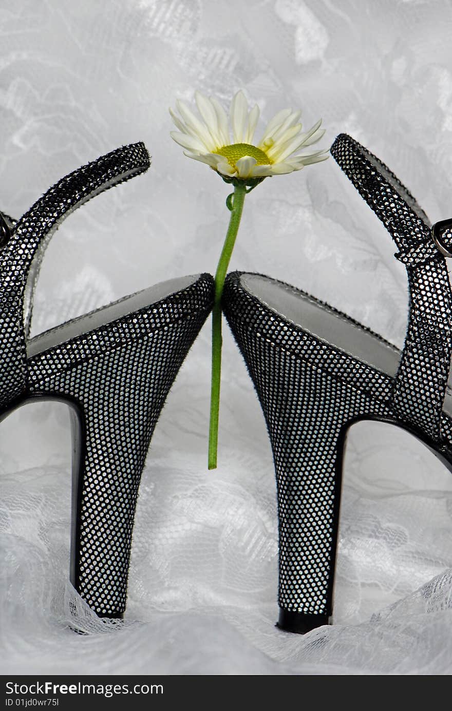 Single daisy between a pair of silver high heels. Single daisy between a pair of silver high heels.